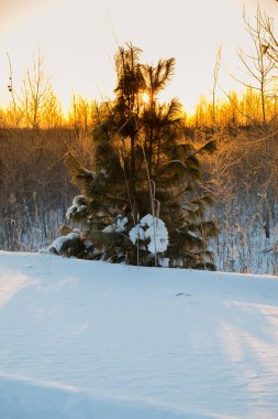 Ormanda gün batımı