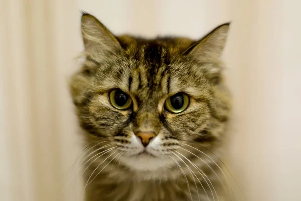 Portrait of a domestic cat — Stock Photo, Image