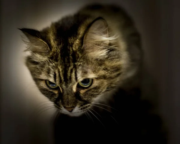 Portrait d'un chat domestique — Photo