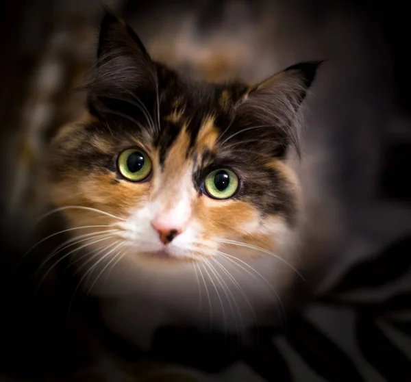 Retrato de un gato doméstico —  Fotos de Stock