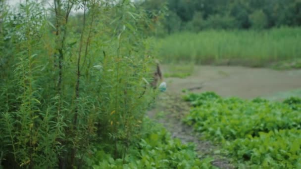 Visser Weg Visser Kwam Achter Struiken Het Pad Naar Oever — Stockvideo