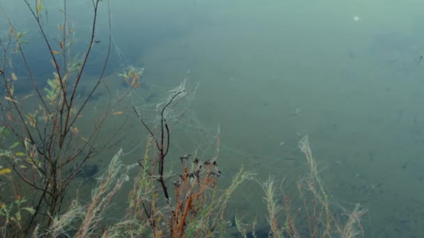 บบนหญ นในเว แขวนอย เหน อความเร ยบของทะเลสาบป าปกคล วยหมอกตอนเช — วีดีโอสต็อก