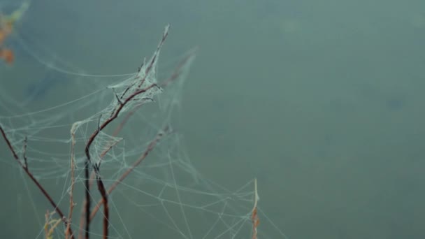 朝の霧で覆われた森林湖の滑らかさに掛かる Web に巻き込まれ草芝生の上 Web — ストック動画