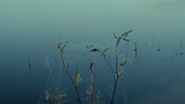 Tela Sull Erba Erba Impigliata Una Ragnatela Appesa Sopra Scorrevolezza — Video Stock