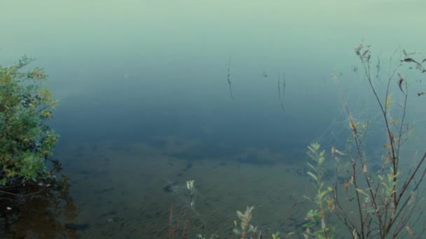 Sabah Sis Ile Web Üzerinde Çim Bir Orman Göl Düzgünlüğünü — Stok video