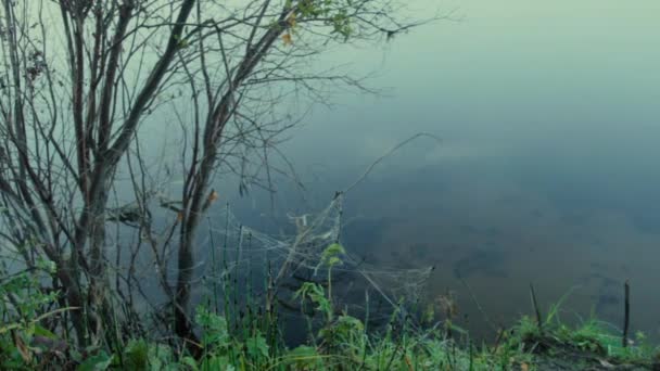 Web Grama Grama Emaranhado Uma Teia Pendurada Sobre Suavidade Lago — Vídeo de Stock