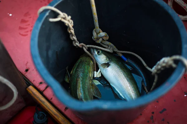 在船上的水桶里发现了鱼鳕鱼 — 图库照片