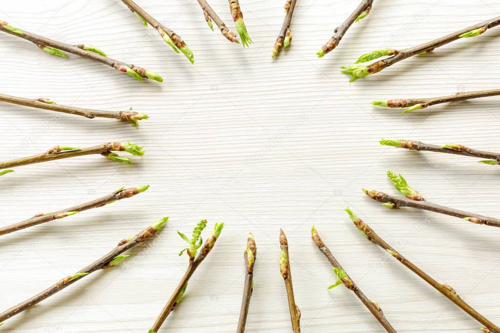 Twigs with young leaves and buds on a light wooden background. Place for text. Spring concept.