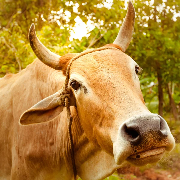 Close up portrait of a red Indian cow in the sunny jungle.