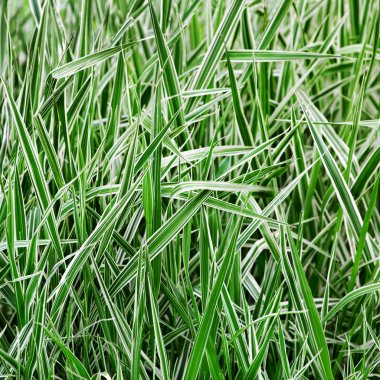 Çim. Şeritli çim.