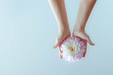 Female hands holding a delicate flower on a blue background. Concept of psychology of relationship. clipart