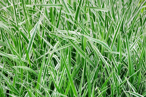 Green White Striped Grass Soft Focus — Stock Photo, Image