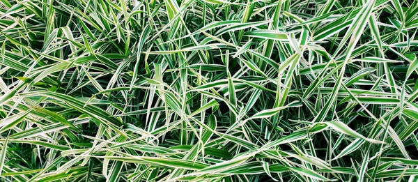 Ryegrass Striped Grass Top View — Stock Photo, Image