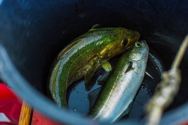 Taze balık pollack bir kova teknede yakalandı.