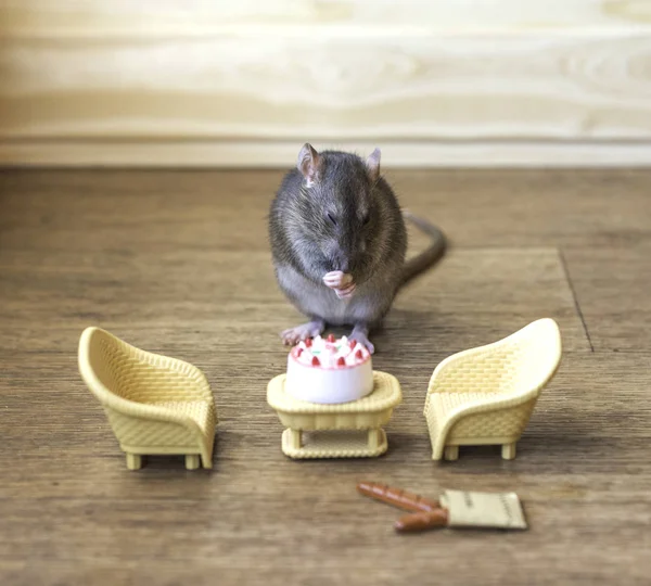 Szary Szczur Ciasto — Zdjęcie stockowe