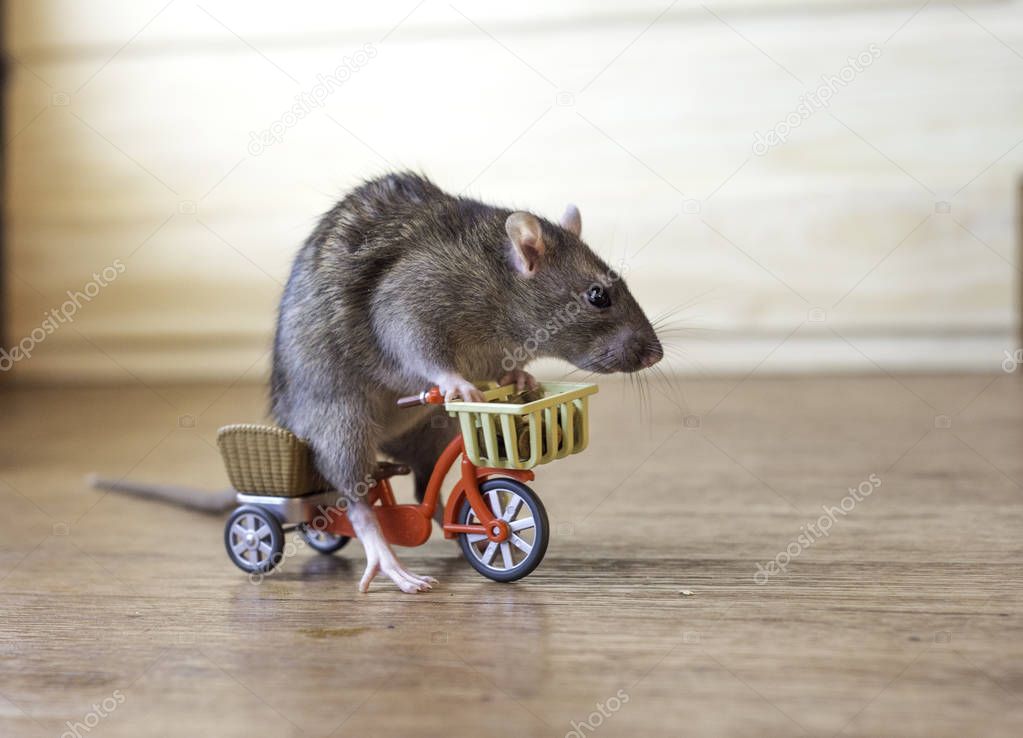 Rat on a bicycle