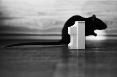 the shadow of a black rat hiding behind a piano