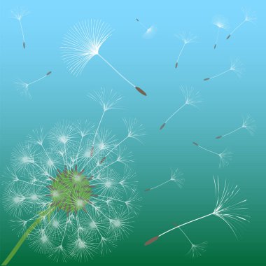 Bir karahindiba tasarımı için arka plan.