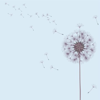 Bir karahindiba tasarımı için arka plan.