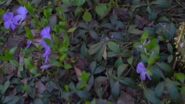 Paskalya için renkli yumurta. Çiçeklerin arka planında Pembe Yumurtalar