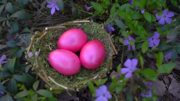 Färgade Ägg Till Påsk Pink Eggs Bakgrund Blommor — Stockvideo