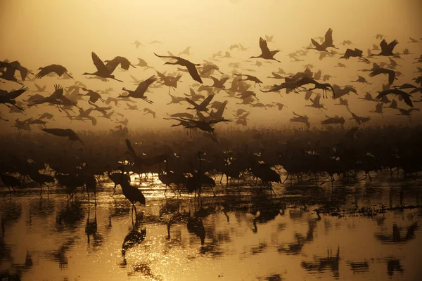 Aves Migratórias Voando Regiões Quentes — Fotografia de Stock