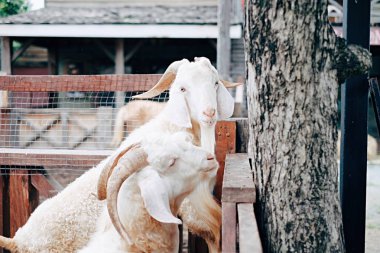Kameranın odak bir keçi.