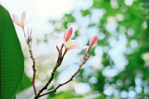 つの花のつぼみと つの花が咲く — ストック写真