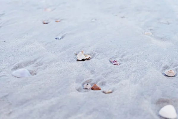 Algunas Conchas Playa Blanca — Foto de Stock