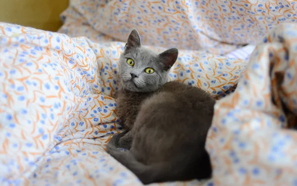 Cute Cat Lying Bed Kitty Relaxing Bed — Stock Photo, Image