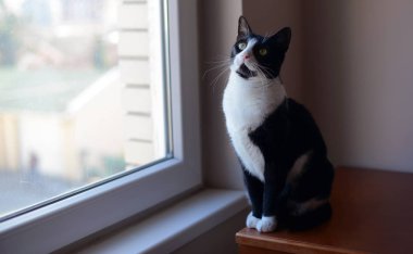 Ahşap göğüs pencerenin yanında oturan siyah ve beyaz kedi