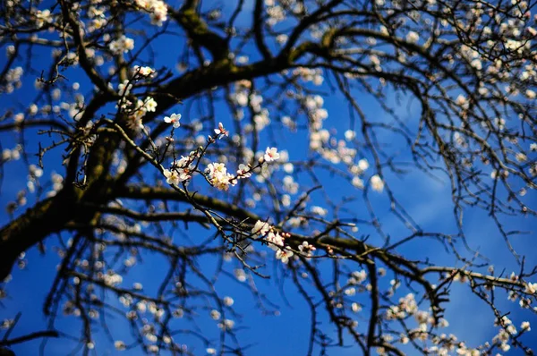 Wiosna Blossom Błękitnego Nieba — Zdjęcie stockowe