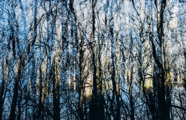 Renkli soyut orman arka plan