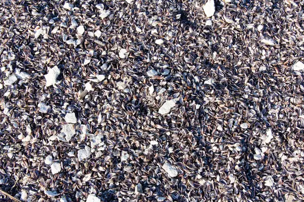 A costa, cravejado com conchas velhas em tamanhos diferentes — Fotografia de Stock