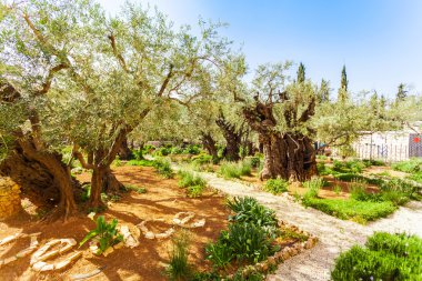 Bahçe Gethsemane, Kudüs, İsrail. Boğumlu zeytin ağaçları.