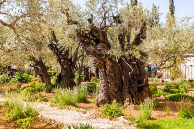 Garden of Gethsemane, Jerusalem, Israel. The gnarled olive trees. clipart