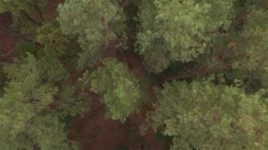 Hava dron sonbahar iğne yapraklı yaprak döken orman vurdu. 4k