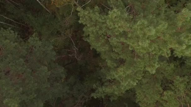 Dron aéreo disparado sobre el bosque caducifolio de coníferas de otoño. 4K — Vídeo de stock