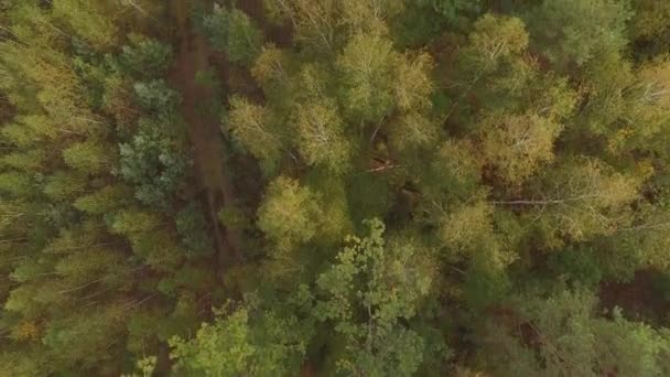AERIAL: Політ над осіннім хвойним листяним лісом . — стокове відео