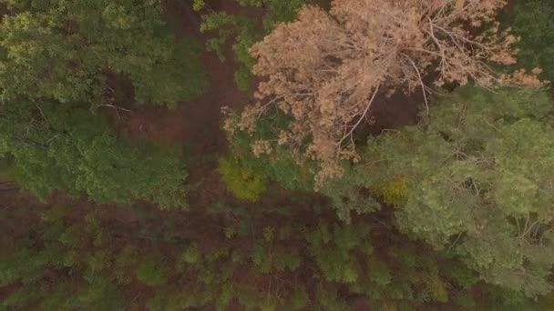 AERIAL: Vuelo sobre el bosque caducifolio de coníferas de otoño . — Vídeo de stock