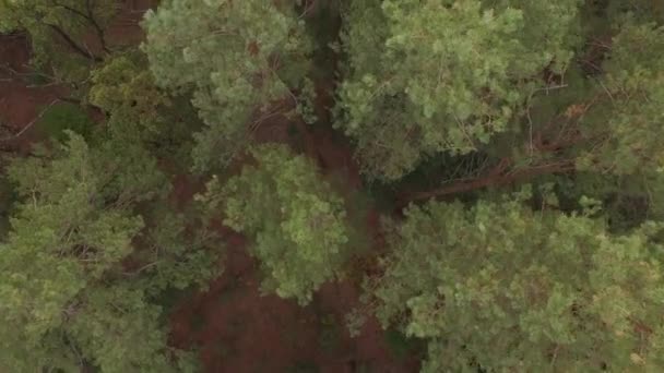 空中ドローンは、秋の針葉樹広葉樹林を撮影しました。4 k — ストック動画