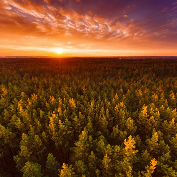 Прекрасне панорамне фото заходу сонця над вершинами соснового лісу . — стокове фото