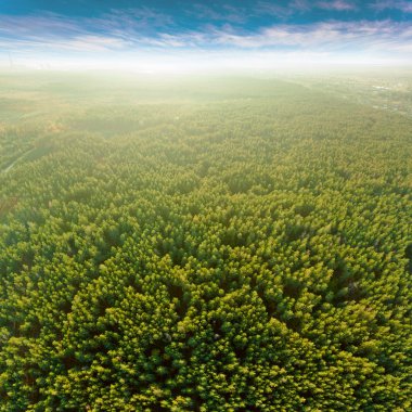 En fazla çam ormanı içinde güzel panoramik fotoğraf.
