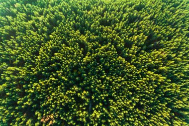 Güzel panoramik fotoğrafı üzerinde en fazla çam ormanı. Üstten Görünüm