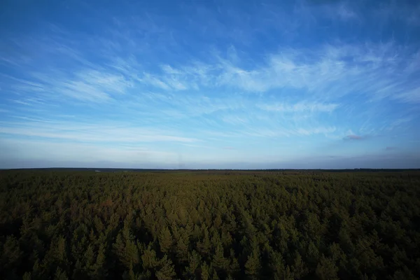 Красива панорамна фотографія над вершинами соснового лісу . — стокове фото