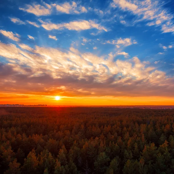 Bella foto panoramica del tramonto sulla pineta cime . — Foto Stock