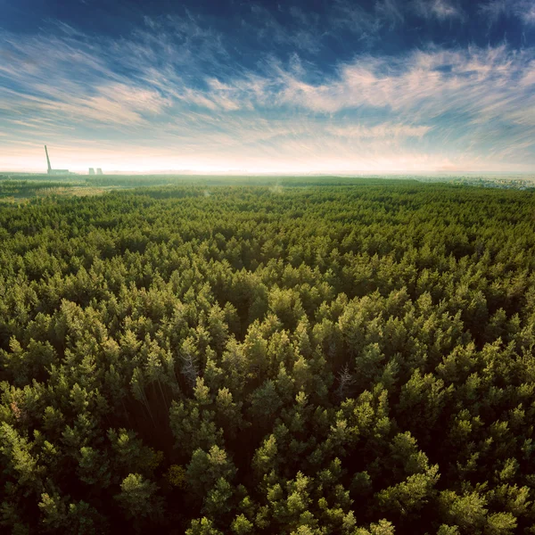 Foto panorâmica bonita sobre a floresta de pinheiros tops . — Fotografia de Stock
