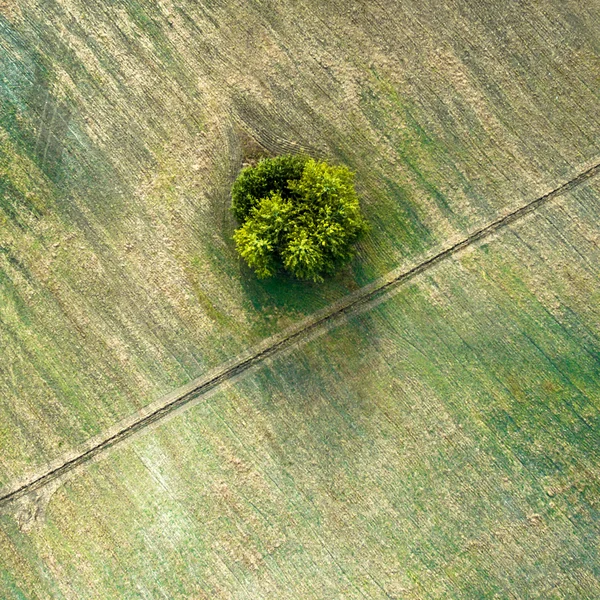Вид з повітря на сільськогосподарські бурові поля, діагональну дорогу та дерево — стокове фото