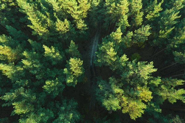Прекрасне панорамне фото над вершинами соснового лісу. Вид зверху — стокове фото