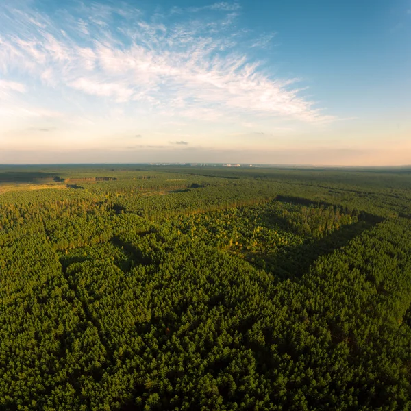 Красива панорамна фотографія над вершинами соснового лісу . — стокове фото